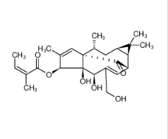 巨大戟醇-3-O-当归酸酯|75567-37-2 